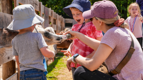 Petting Farm and Play Yard at Blooms & Berries.