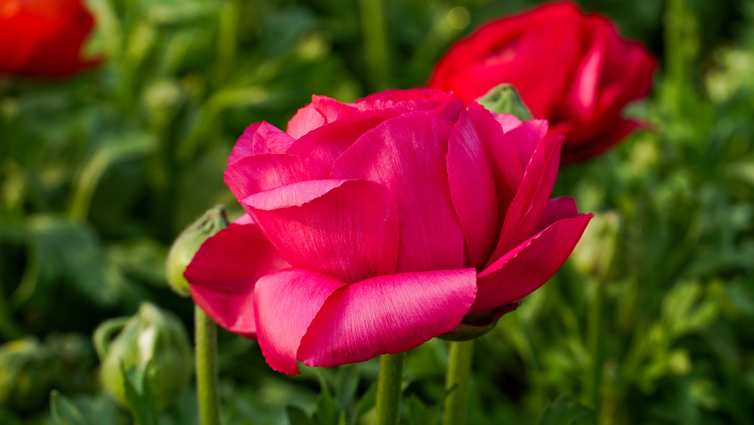 Ranunculus