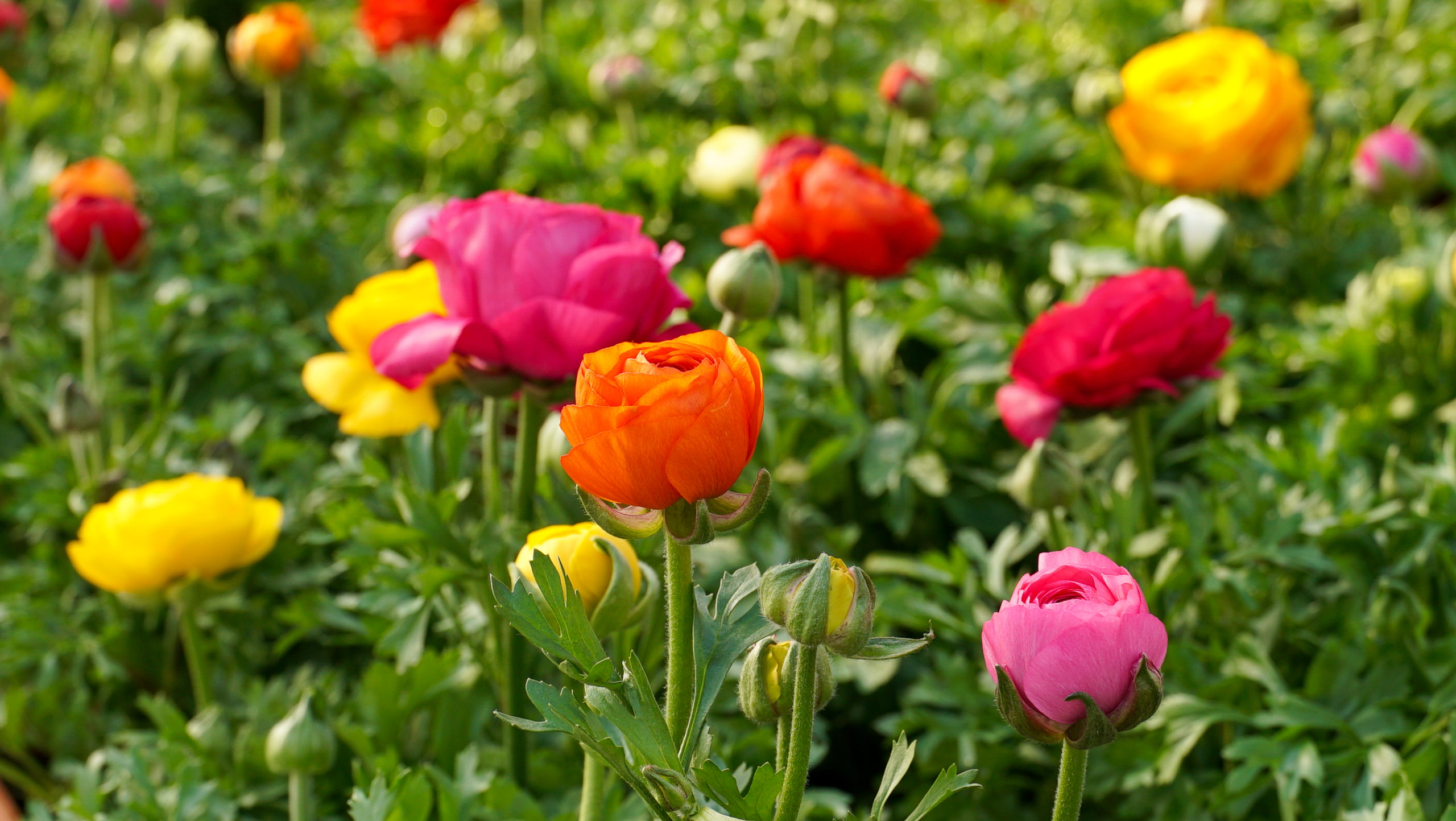 Ranunculus for sale at Blooms and Berries Garden Center