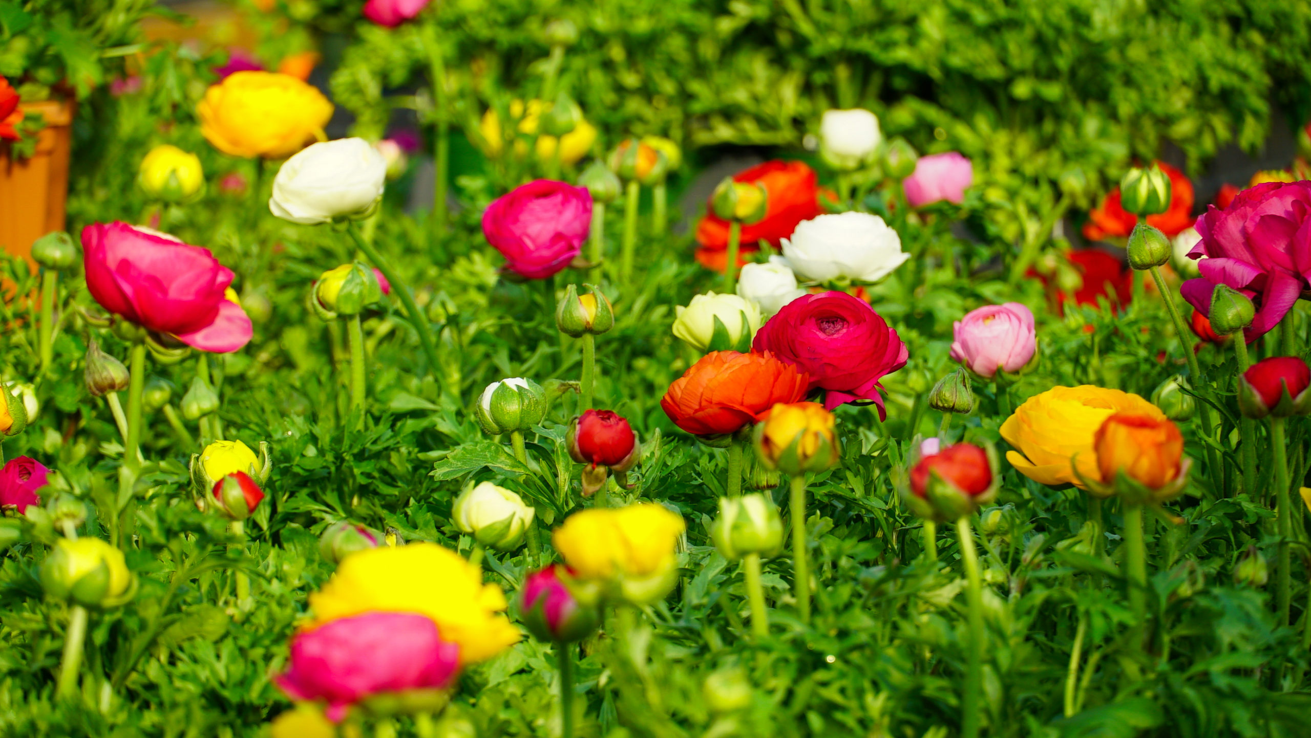 Assorted Ranunculus