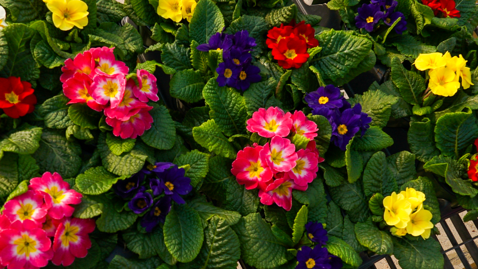 Blooms and Berries Garden Center in Loveland primrose for sale.