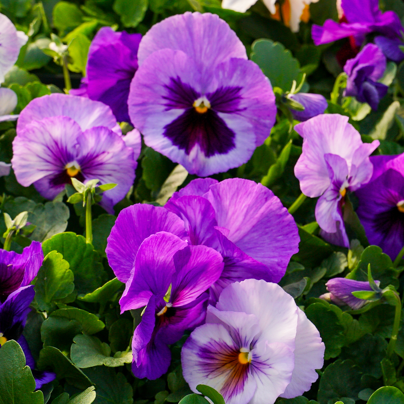 Pansies for sale at Blooms and Berries Garden Center in Loveland