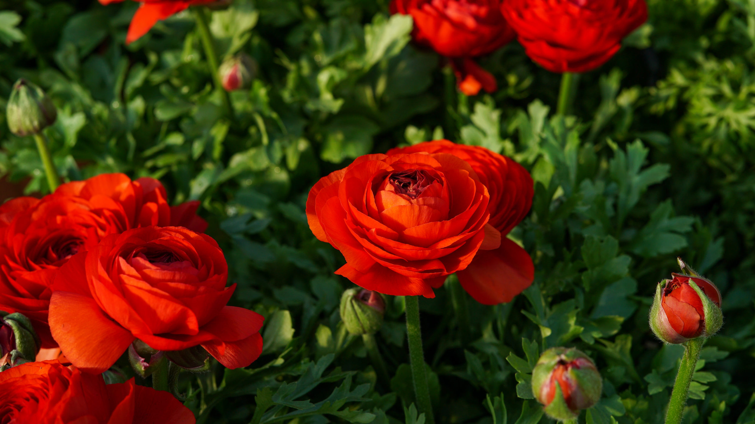 Ranunculus Red