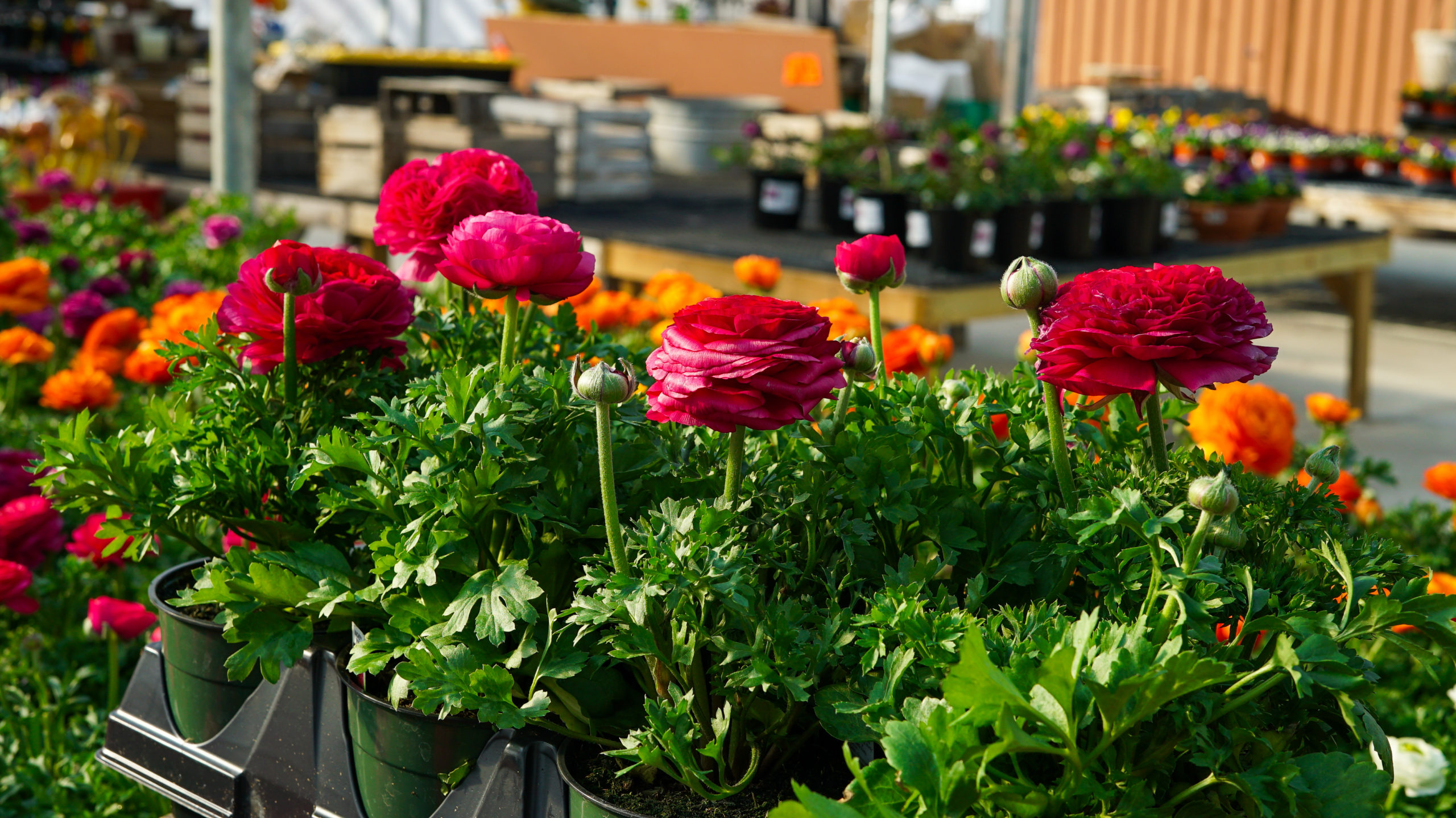 Ranunculus in Garden Center