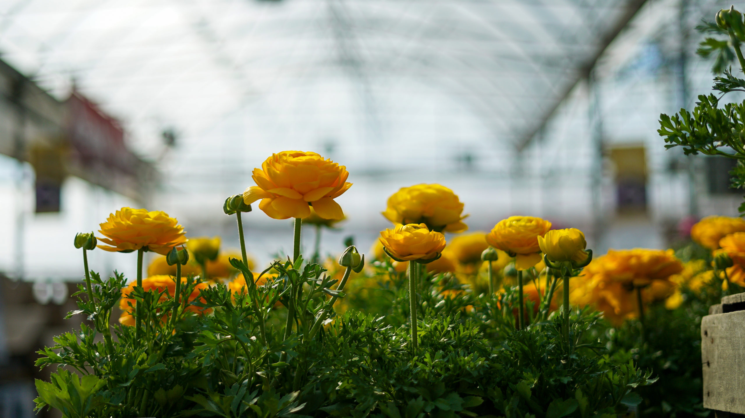 Ranunculus Yellow