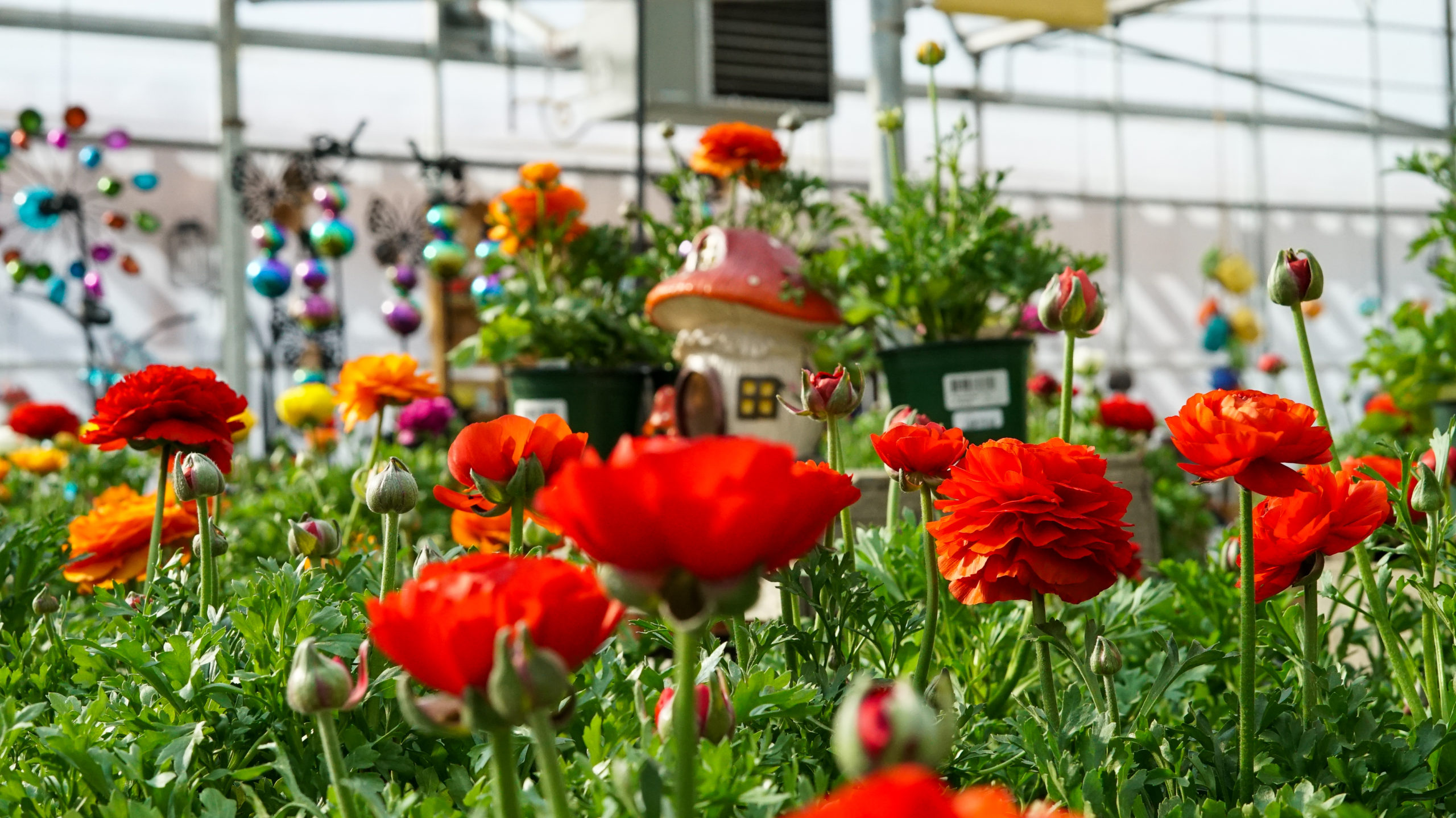 Garden Center in Loveland