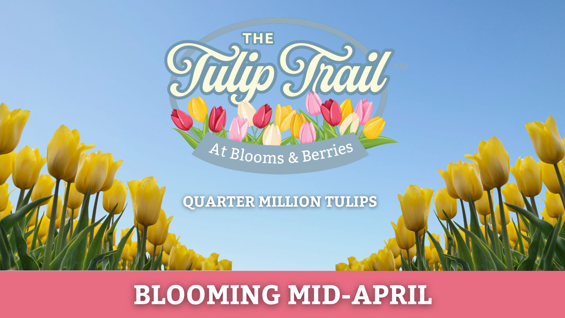 The Tulip Trail at Blooms & Berries